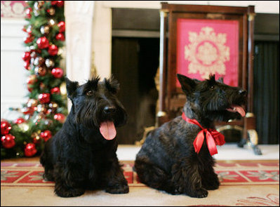 Barney and Miss Beazley make a visit to the Red Room at the White House, Wednesday, Nov. 29, 2006, to see the holiday decorations.