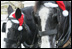 A pair of Draft horses wearing Santa hats arrive at the White House pulling the wagon carrying the official White House Christmas tree, Monday, Nov. 27, 2006. The 18-foot Douglas fir tree was donated by the Botek family of Lehighton, Pa., owners of the Crystal Springs Tree Farm. 