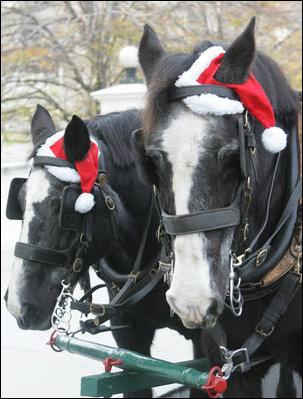 A pair of Draft horses wearing Santa hats arrive at the White House pulling the wagon carrying the official White House Christmas tree, Monday, Nov. 27, 2006. The 18-foot Douglas fir tree was donated by the Botek family of Lehighton, Pa., owners of the Crystal Springs Tree Farm. 