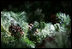 Pinecones rest in a forest of garland as evergreen branches are sculpted for the White House holiday season.