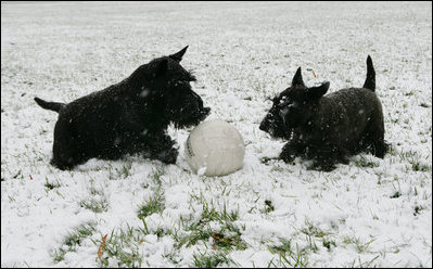 Barney & Miss Beazley play with their soccer ball in the snow on the South Lawn of the White House, Wednesday, Dec. 5, 2007.