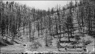 In this 2001 photo (again, from same place) no "forest" and only a few trees survived the severe fire. Note the beginning of erosion in the stream channel. (The house had been moved prior to the fire however, this is seldom an option for residents.)