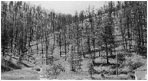 In this 2001 photo (again, from same place) no "forest" and only a few trees survived the severe fire. Note the beginning of erosion in the stream channel. (The house had been moved prior to the fire however, this is seldom an option for residents.)