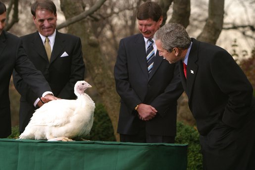 President George W. Bush looks over Katie, the National Thanksgiving Turkey, during the annual ceremonial pardoning in the Rose Garden, Tuesday, Nov. 26. "By virtue of this pardon, Katie is on her way not to the dinner table, but to Kidwell Farm in Herndon, Virginia. There she'll live out her days as safe and comfortable as she can be," said President Bush before granting the pardon. White House photo by Paul Morse.