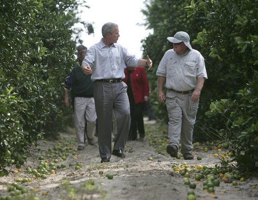 President George W. Bush walks with Pat McKenna through a hurricane-battered orange grove in Lake Wales, Fla., Wednesday, Sept. 29, 2004. Located in the heart of Florida's citrus country, almost half of the McKenna brothers' orange grove was destroyed by the hurricanes. White House photo by Eric Draper.