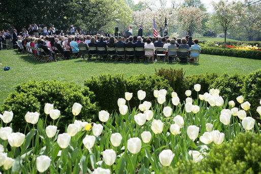 The tulips are in full bloom in the Rose Garden at the White House Wednesday, April 20, 2005, as the President and First Lady welcome the 2005 National and State Teachers of the Year. White House photo by Eric Draper