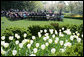 The tulips are in full bloom in the Rose Garden at the White House Wednesday, April 20, 2005, as the President and First Lady welcome the 2005 National and State Teachers of the Year. White House photo by Eric Draper