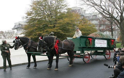 A U.S. Park Service officer helps guide a horse drawn carriage delivering the official White House Christmas tree, Monday, Nov. 28, 2005. This year's tree, donated by the Deal Family of Smokey Holler Tree Farm in Laurel Springs, N.C., is the 40th year the National Christmas Tree Growers Association has provided a tree to the White House. White House photo by Shealah Craighead