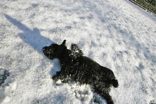 Although no Angel himself, Barney takes a turn at making a snow angel on the South Lawn Friday, Dec. 9, 2005. White House photo by Kimberlee Hewitt