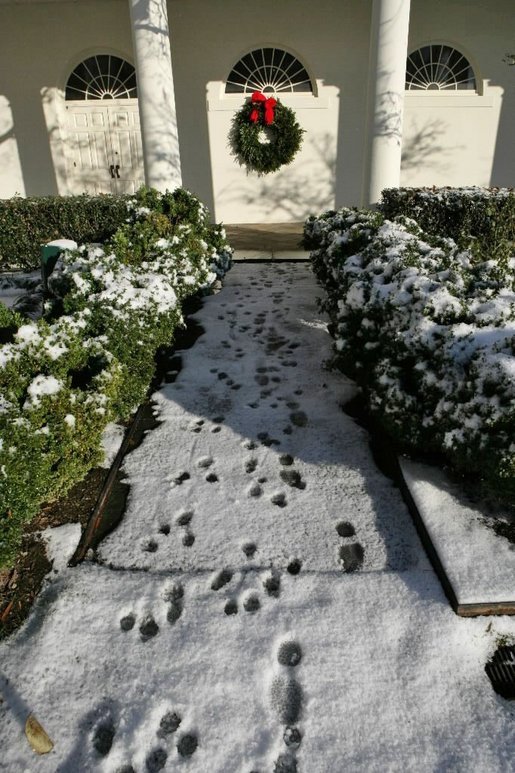 Running out to play in the snow, Barney and Miss Beazley leave a trail of footprints in the Rose Garden, Friday, Dec. 9, 2005. White House photo by Kimberlee Hewitt