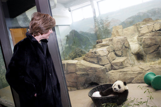 Mrs. Laura Bush watches baby Giant Panda, Tai Shan, play Tuesday, Feb. 14, 2006, at the Smithsonian National Zoological Park in Washington, DC. The Giant Panda is 7 months old and weighs over 33lbs. White House photo by Shealah Craighead