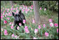 A sure sign of spring, Barney checks out the Laura Bush tulips in the First Ladies' Garden, Tuesday, March 21, 2006 at the White House. White House photo by Shealah Craighead