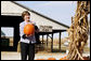 Mrs. Laura Bush picks out a pumpkin at Hackman’s Farm Market and Green House Wednesday, October 25, 2006, in Columbus, Indiana. White House photo by Shealah Craighead