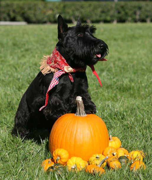 Barney is dressed as official first cowboy on the South Lawn of the White House Wednesday, Oct. 31, 2007, as he gets ready to celebrate Halloween. Barney was joined by his fellow first kin, Miss Beazley and India, in preparing the grounds for a bewitched evening! White House photo by Shealah Craighead