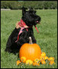 Barney is dressed as official first cowboy on the South Lawn of the White House Wednesday, Oct. 31, 2007, as he gets ready to celebrate Halloween. Barney was joined by his fellow first kin, Miss Beazley and India, in preparing the grounds for a bewitched evening! White House photo by Shealah Craighead