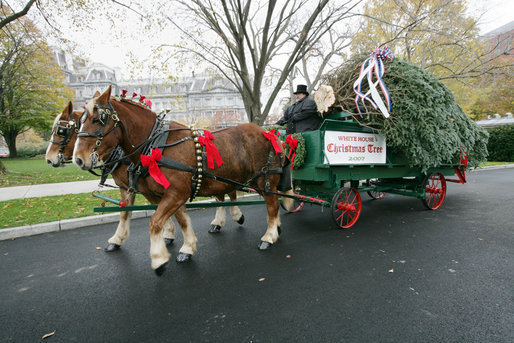 Scott D. Harmon of Brandy Station, Va., drives a horse-drawn carriage delivering the official White House Christmas tree Monday, Nov. 26, 2007, to the North Portico of the White House. The 18-foot Fraser Fir tree, from the Mistletoe Meadows tree farm in Laurel Springs, N.C., will be on display in the Blue Room of the White House for the 2007 Christmas season. White House photo by Chris Greenberg