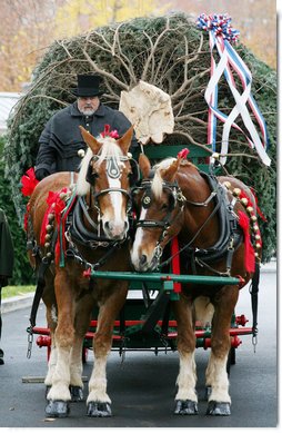 Scott D. Harmon of Brandy Station, Va., drives a horse-drawn carriage with horses "Karry and Dempsey"delivering the official White House Christmas tree Monday, Nov. 26, 2007, to the North Portico of the White House. The 18-foot Fraser Fir tree, from the Mistletoe Meadows tree farm in Laurel Springs, N.C., will be on display in the Blue Room of the White House for the 2007 Christmas season. White House photo by Joyce N. Boghosian