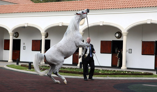 A trainer presents one of the prized horses of Saudi King Abdullah bin Abd al-Aziz Al Saud, during a viewing of the King's horses for President George W. Bush, Tuesday, Jan. 15, 2008 at the monarch's ranch in Al Janadriyah, Saudi Arabia. White House photo by Eric Draper