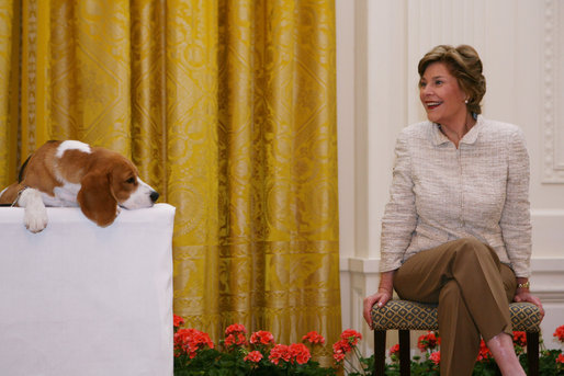 Mrs. Laura Bush smiles as the Westminster Kennel Club's 2008 Best in Show winner, Uno, is introduced to invited guests Monday, May 5, 2008, in the East Room during the beagle's visit to the White House Monday, May 5, 2008. White House photo by Shealah Craighead