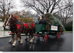 Sue Harman drives a horse-drawn carriage delivering the official White House Christmas tree Sunday, Nov. 30, 2008, to the North Portico of the White House. The Fraser Fir tree, from River Ridge Farms in Crumpler, N.C., will be on display in the Blue Room of the White House for the 2008 Christmas season. White House photo by Joyce N. Boghosian