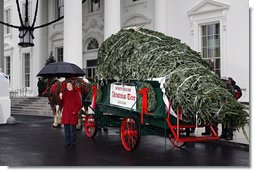 Mrs. Laura Bush delivers remarks as she stands with the White House Christmas tree Sunday, Nov. 30, 2008, in front of the North Portico of the White House. The Fraser Fir tree, from River Ridge Farms in Crumpler, N.C., will be on display in the Blue Room of the White House for the 2008 Christmas season. White House photo by Joyce N. Boghosian