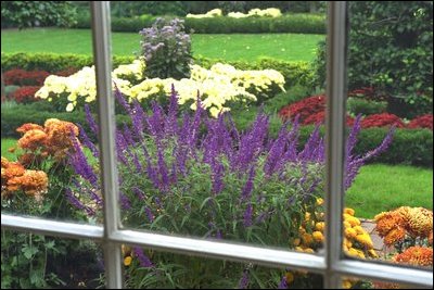 The East Garden, also known as the Jacqueline Kennedy Garden, is filled with Giant Aster, chrysanthemums and Midnight Salvia.