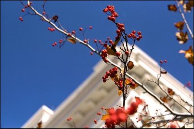 The berries on the White House Hawthorne trees come to life in the fall. 