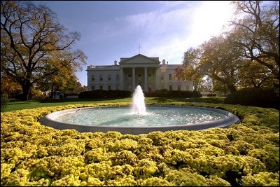 Three Golden chrysanthemums called Sunny Denise encircle the fountain on the North Lawn. 