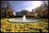 Three Golden chrysanthemums called Sunny Denise encircle the fountain on the North Lawn. 