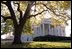 Gold leaves adorn the elm tree in front of the North Portico of the White House. English and American boxwoods flank the entrance. 