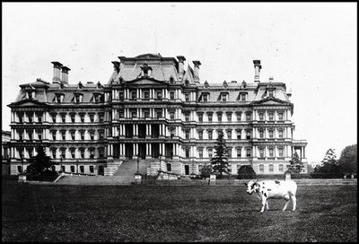 President William Howard Taft's cow, Pauline, poses in front of the Navy Building, which is known today as the Eisenhower Executive Office Building. Pauline was the last cow to live at the White House and provided milk for President Taft (1909-13). 