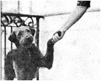 First Lady Florence Harding shakes hands with her dog, Laddie Boy. Warren Harding was president from 1921 to 1923. 