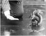 Navy Secretary Denby makes friends with Pete the squirrel on the White House lawn on October 10, 1922 during President Warren Harding's Administration. Squirrels have been pets and pests to presidents over the years. 