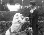 First Lady Grace Coolidge plays with her dogs at the White House. Grace Coolidge was so fond of her white collie, Rob Roy, that she included him in her official portrait, which hangs in the China Room in the White House. 