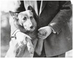 President Herbert Hoover (1929-33) poses with his dog, King Tut. 