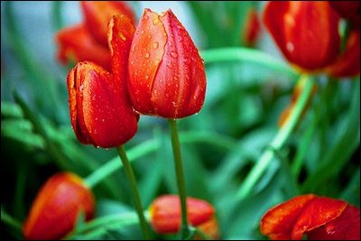 April showers brighten tulip bulbs on the South Lawn April 12, 2004. 