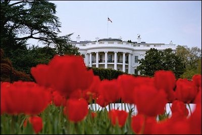 Tulips bloom around the fountain on the South Lawn of the White House April 15, 2003. 