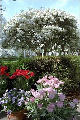 Rose Garden tulips and trees bloom under a warm spring sun April 16, 2003. 