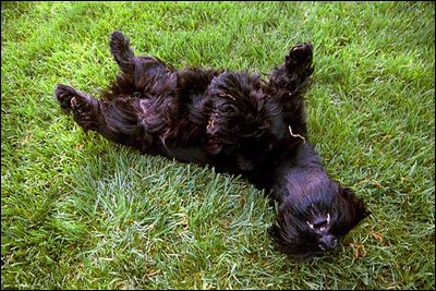 Barney gets the feel of spring during a South Lawn roll April 30, 2003.